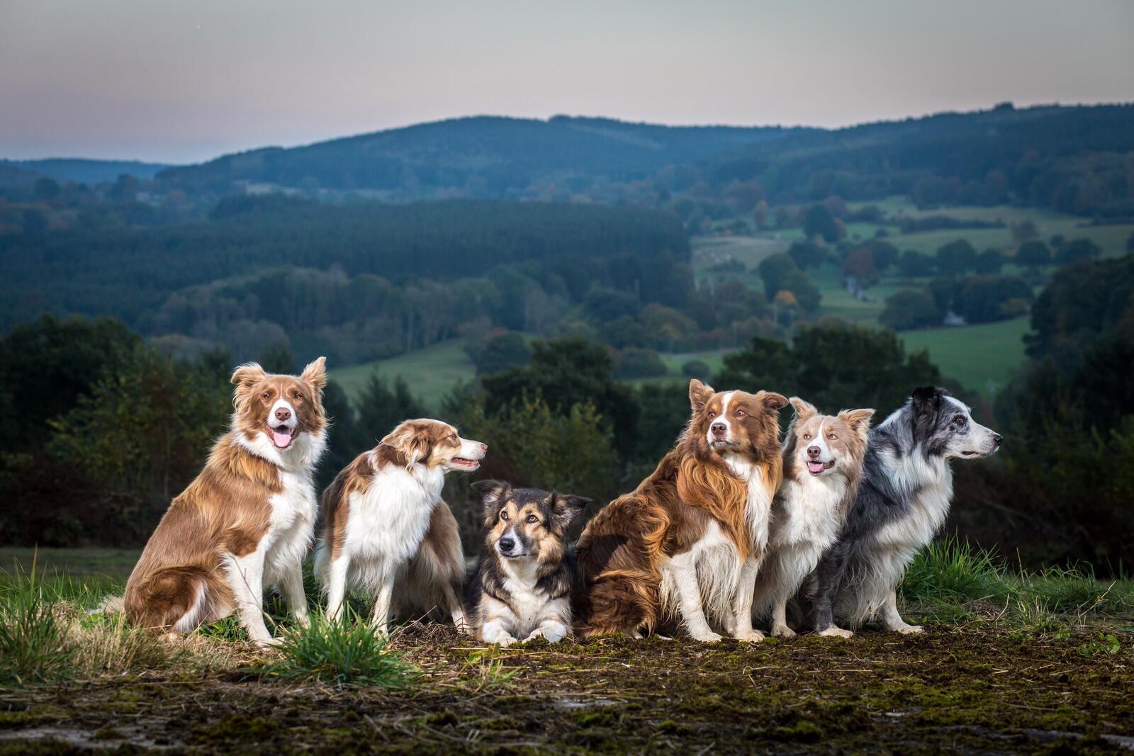 Породистые собаки на фоне гор