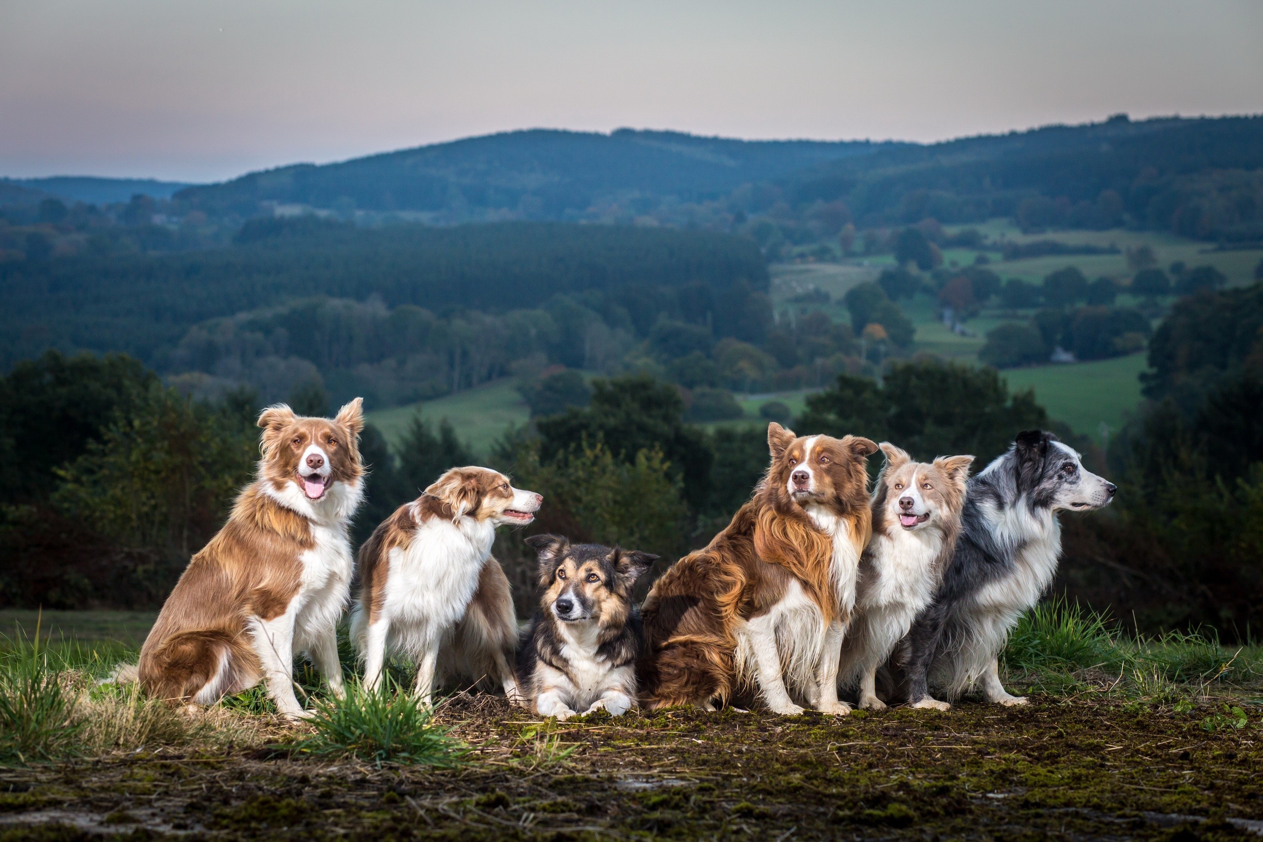Бесплатное фото Породистые собаки на фоне гор