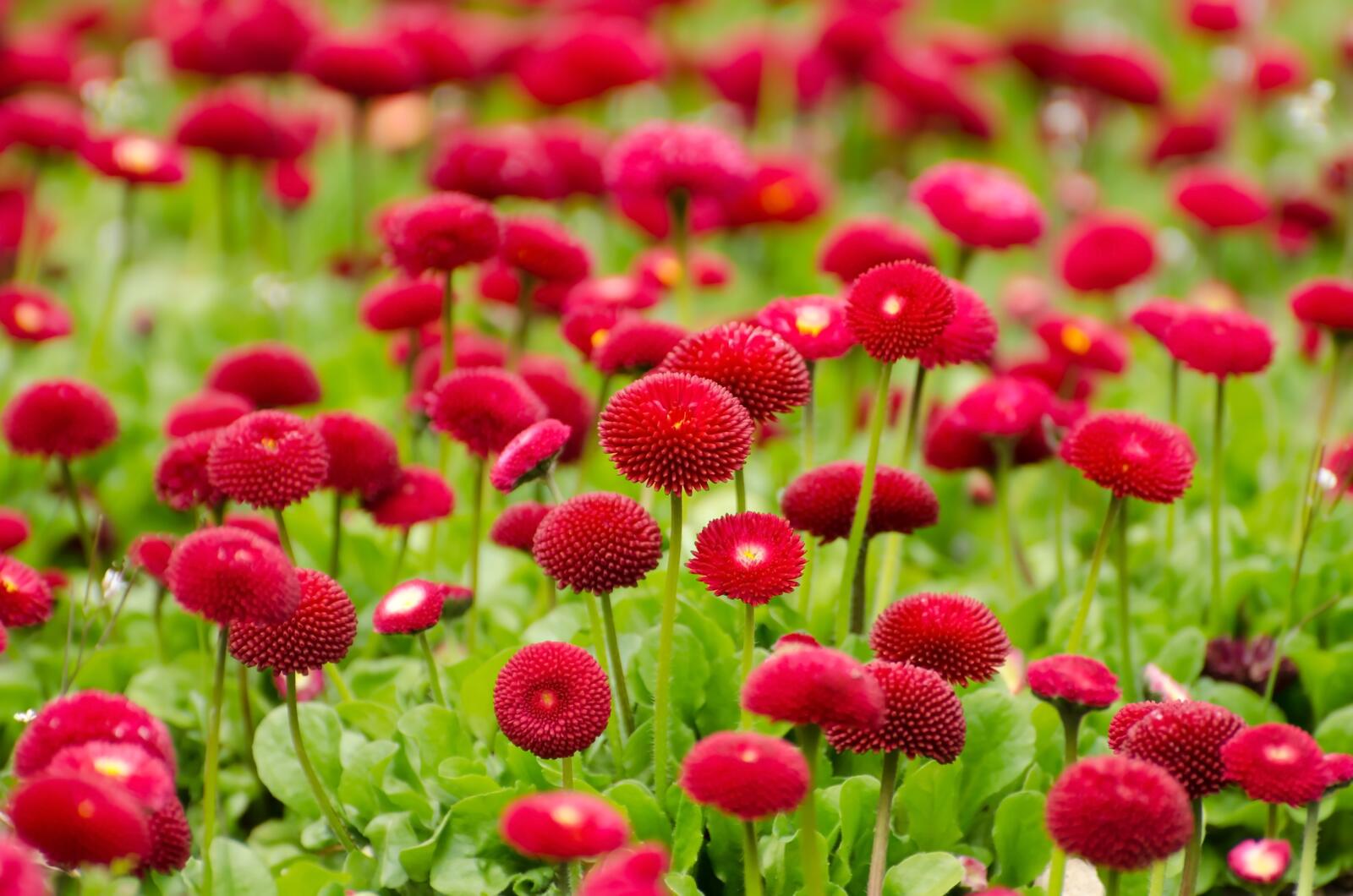 Бесплатное фото Необычные красные цветочки