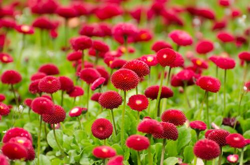 Необычные красные цветочки