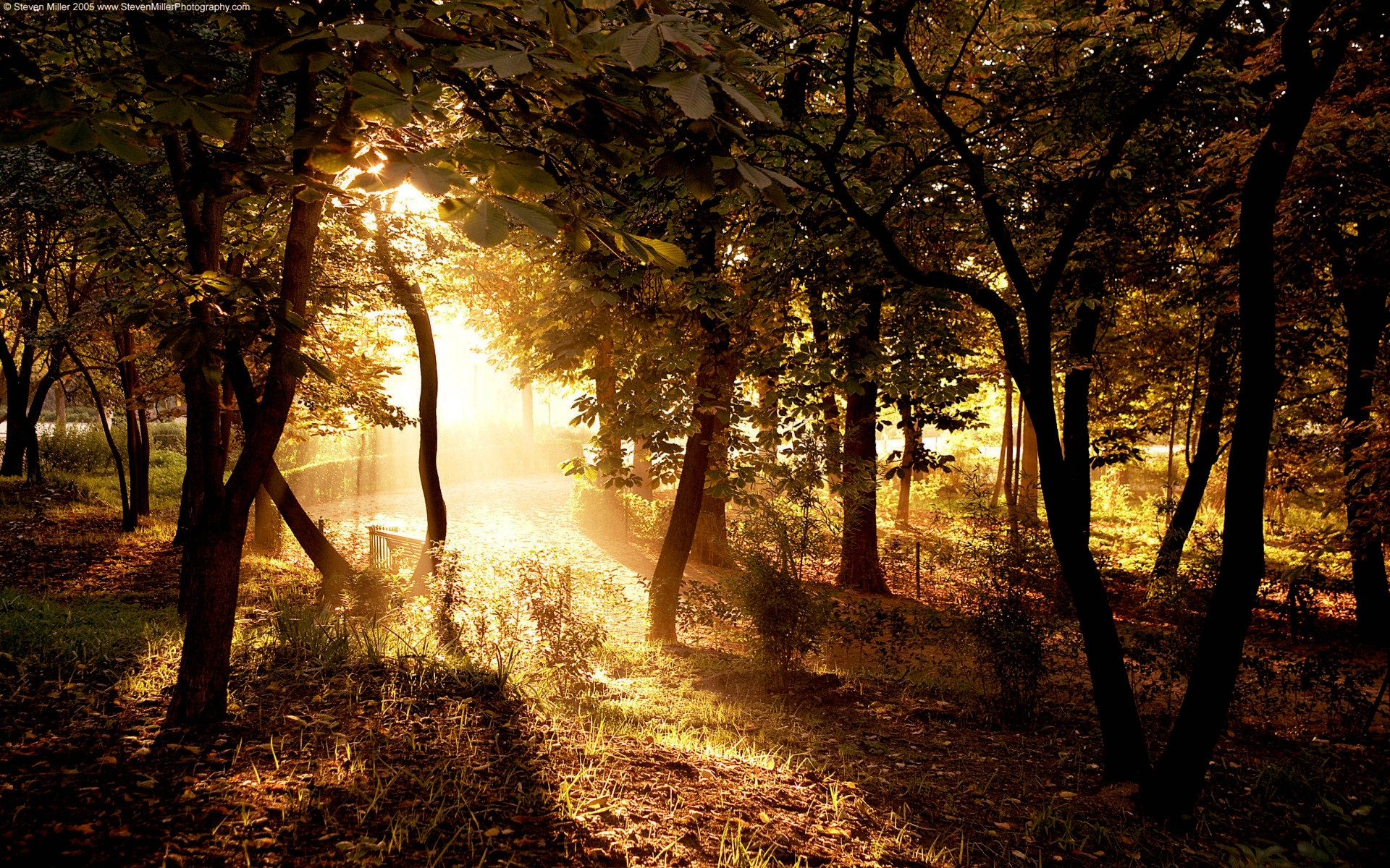 Бесплатное фото Солнечный свет в лесу