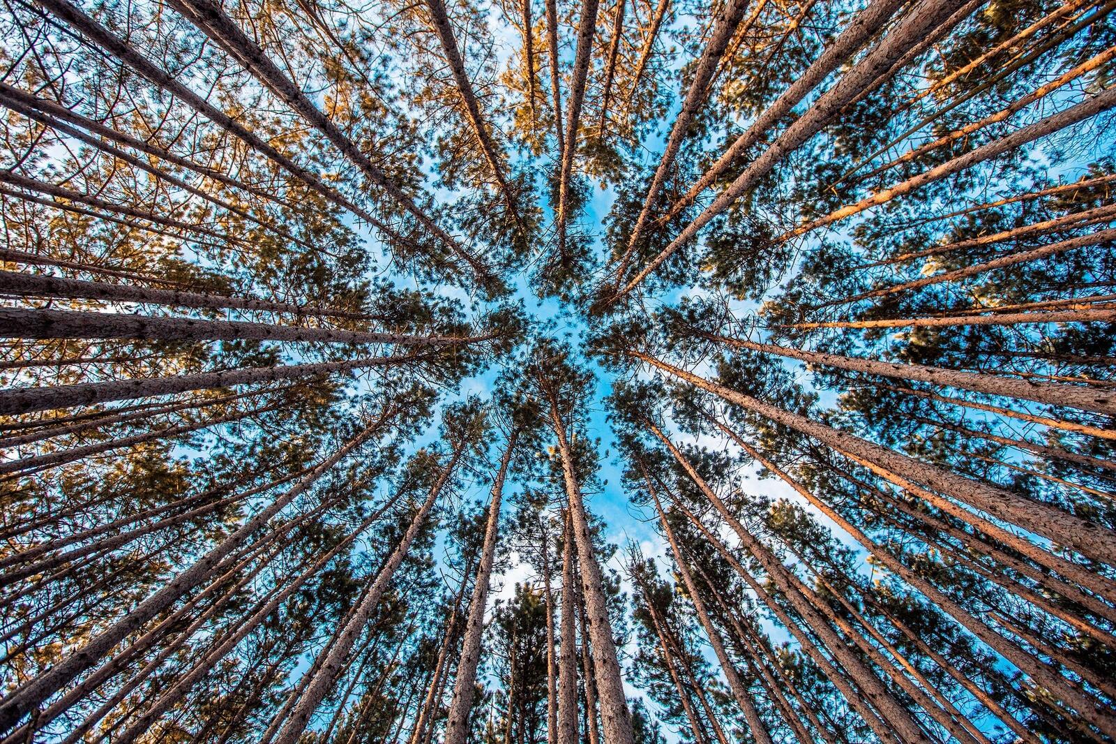 Бесплатное фото Взгляд в небо в лесу