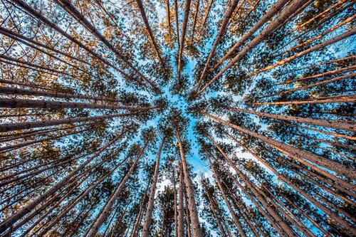 Looking up into the sky in the forest