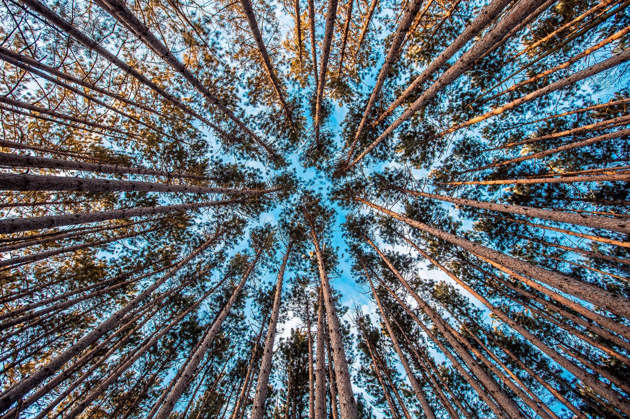 Free photo Looking up into the sky in the forest