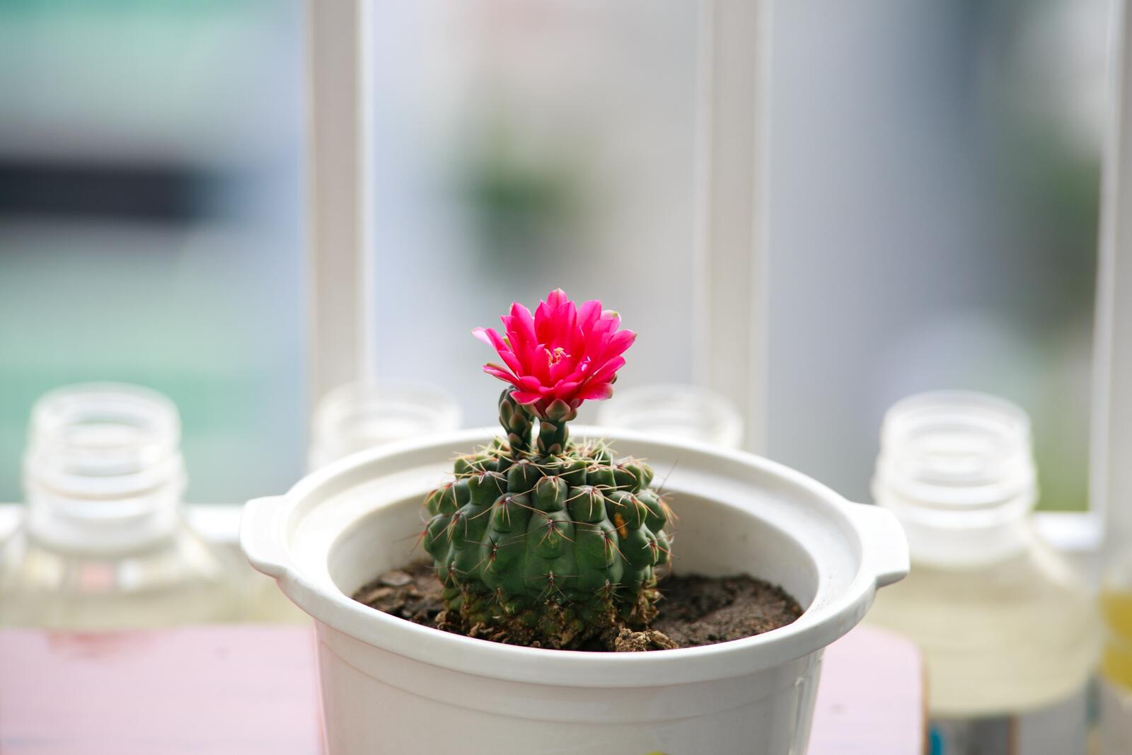Free photo A blooming little cactus at home