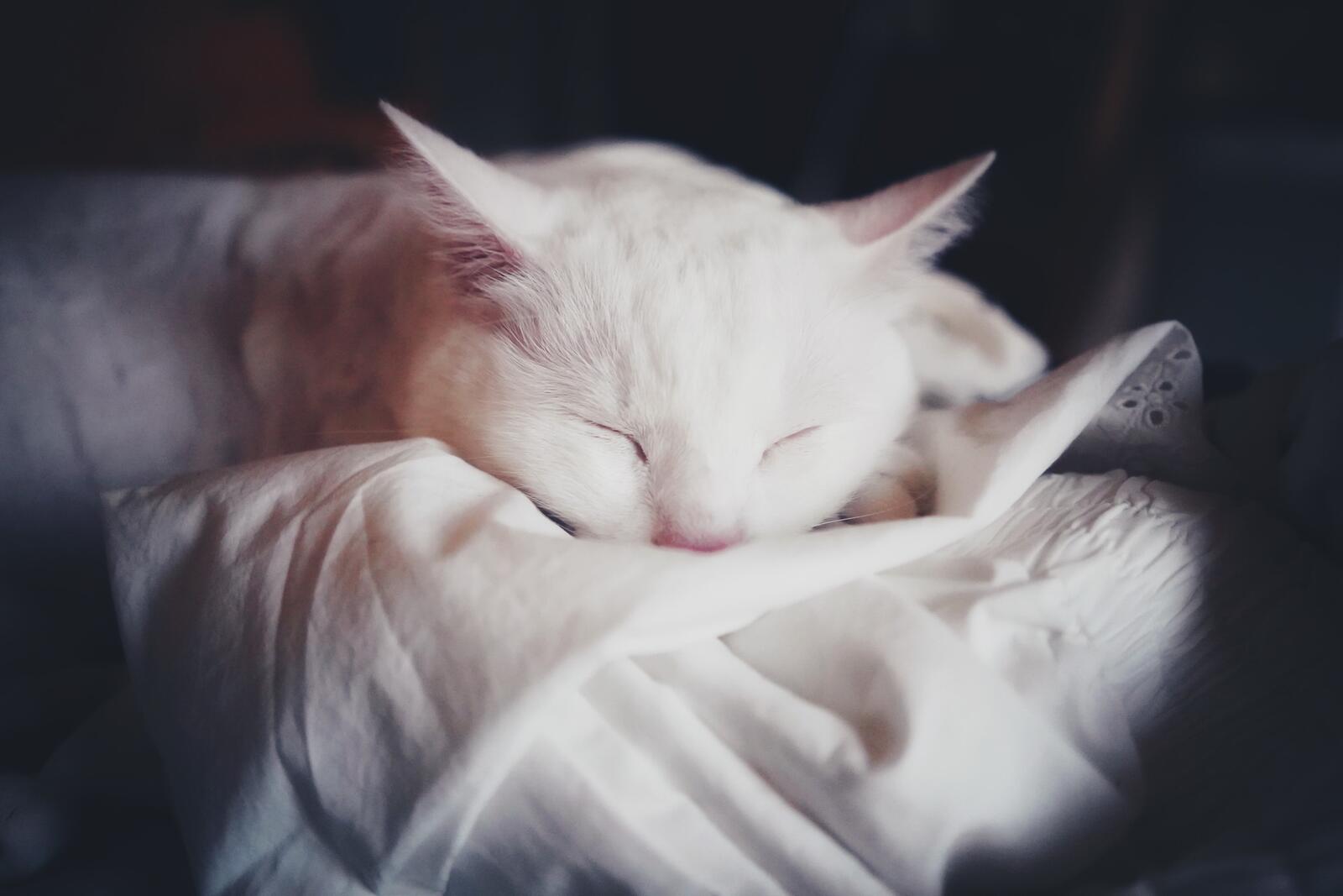 桌面上的壁纸壁纸 可爱的白猫 睡眠 啊哟