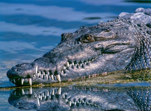 Крокодил греется на солнышке на берегу реки