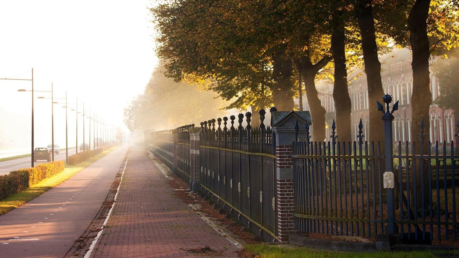 Бесплатное фото Утренний туман в парке