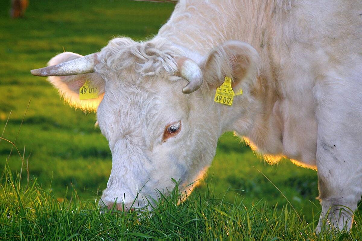 A white cow eats green grass.