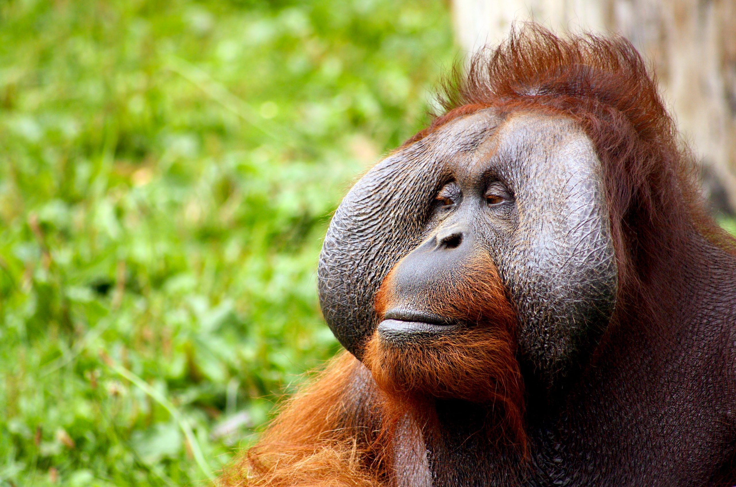 Free photo Portrait of an orangutan
