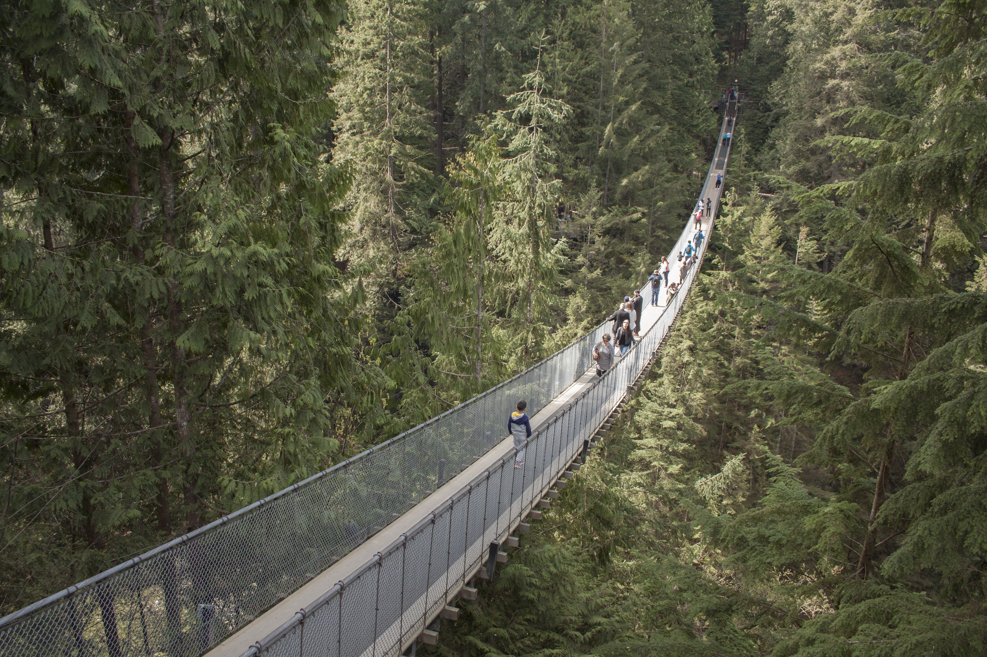 Free photo People walking on a long suspension bridge in the woods