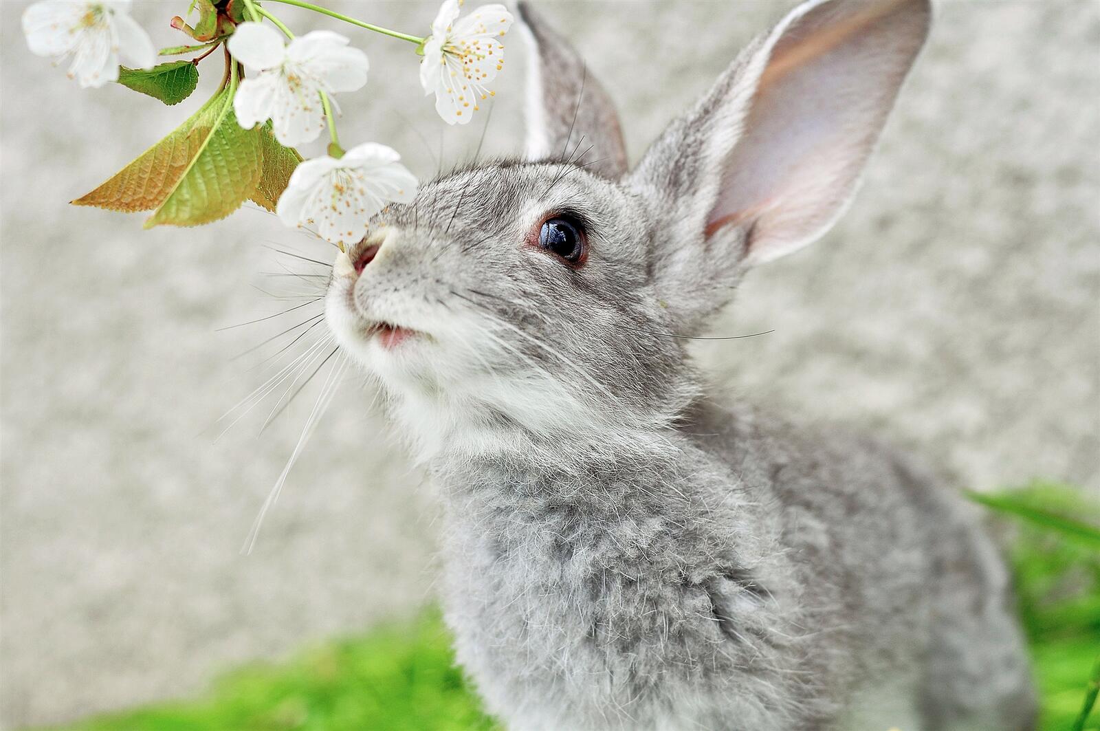 Free photo Gray long-eared rabbit