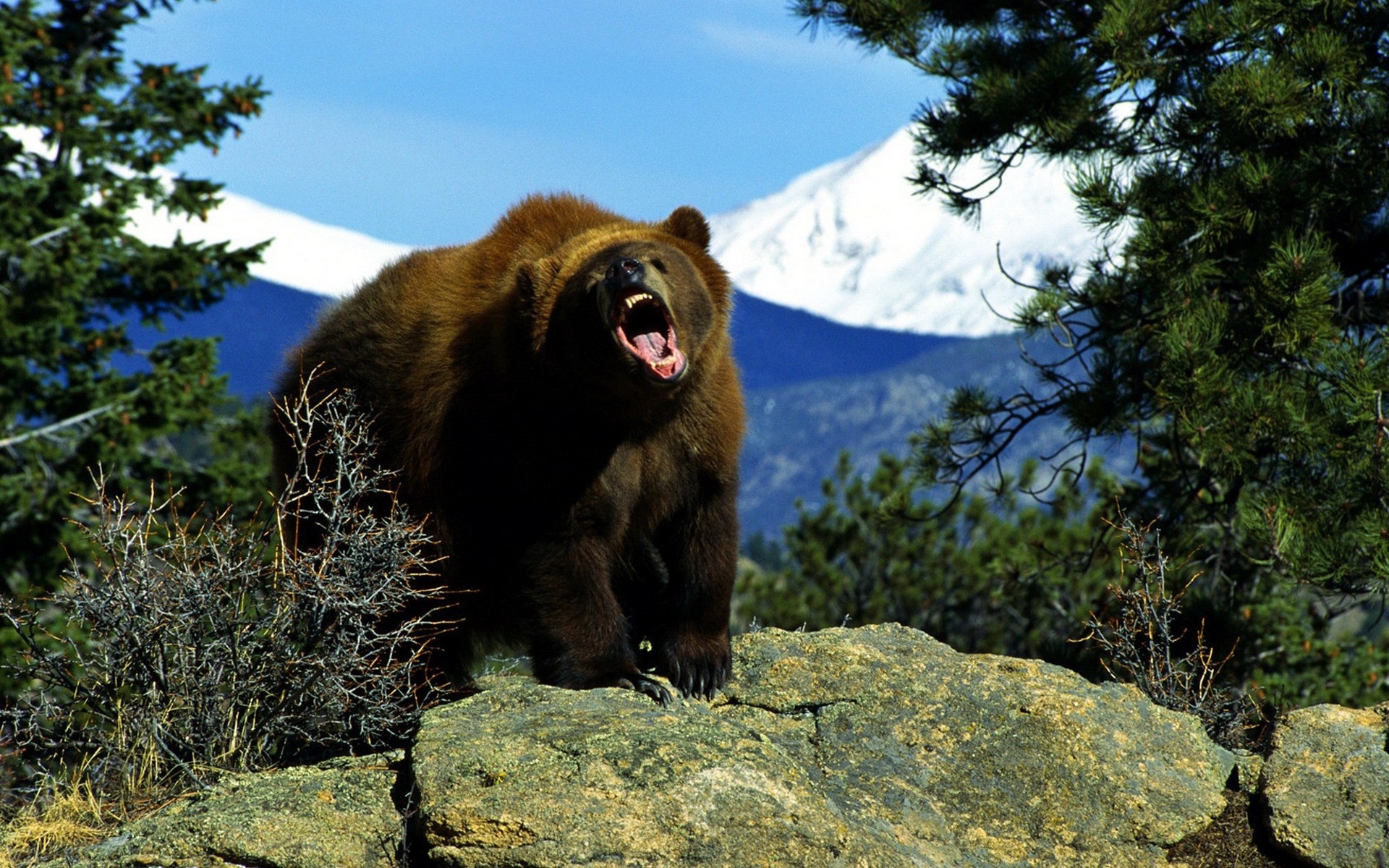 Обои медведь плакать холмы на рабочий стол