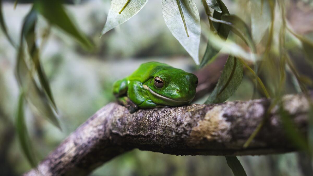 A green frog sleeps on a branch
