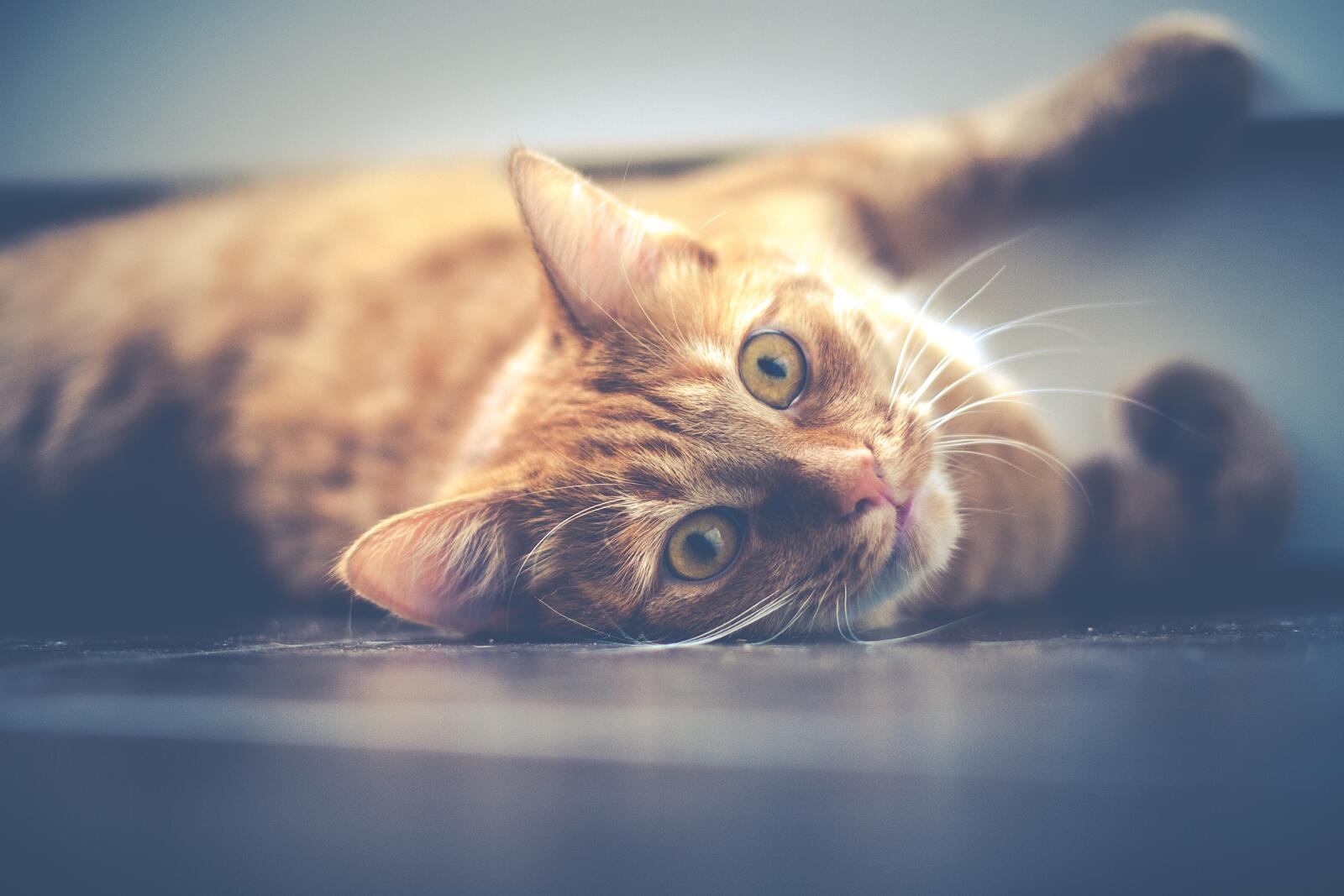 免费照片一只红猫躺在地板上