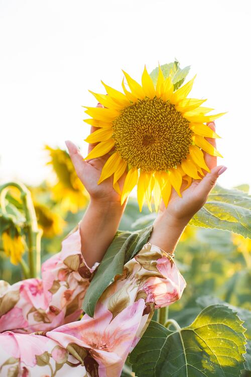 A large sunflower in a woman`s hands