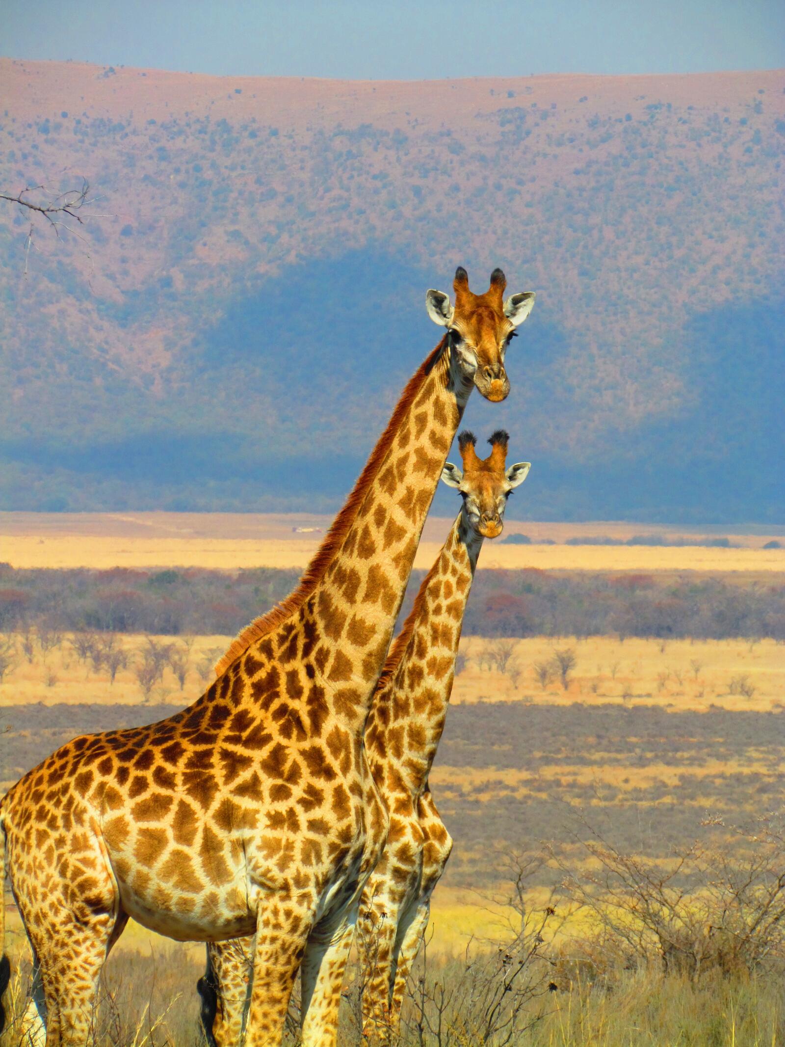 免费照片两只长颈鹿在大草原上散步。