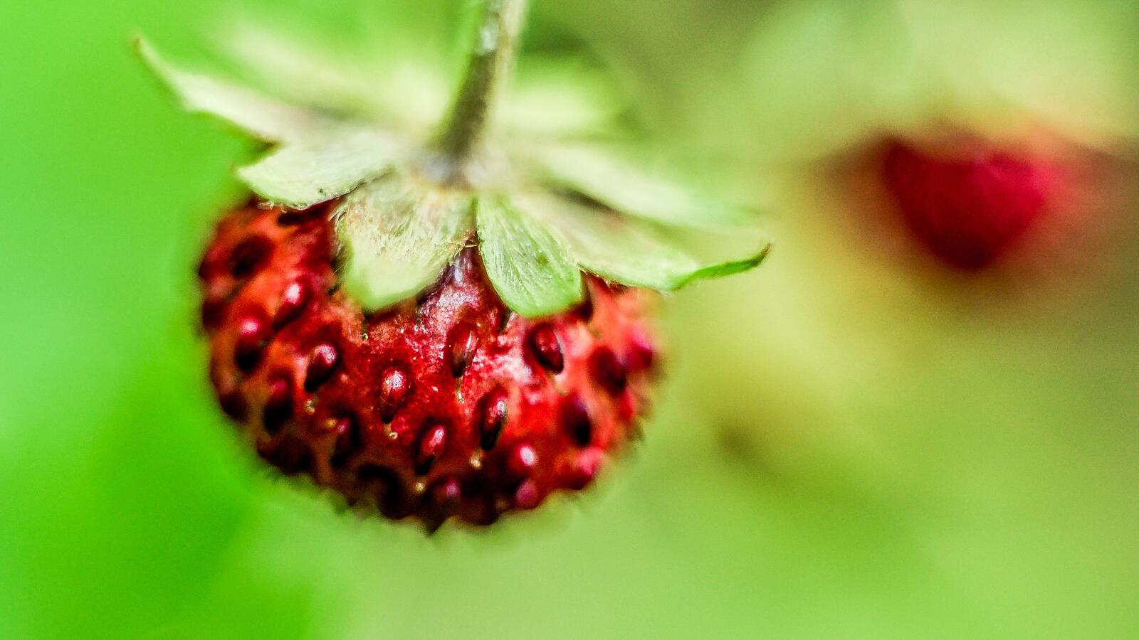 Free photo Close-up of a strawberry
