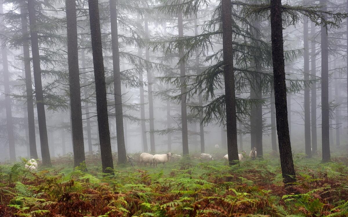 Sheep grazing in a misty forest.