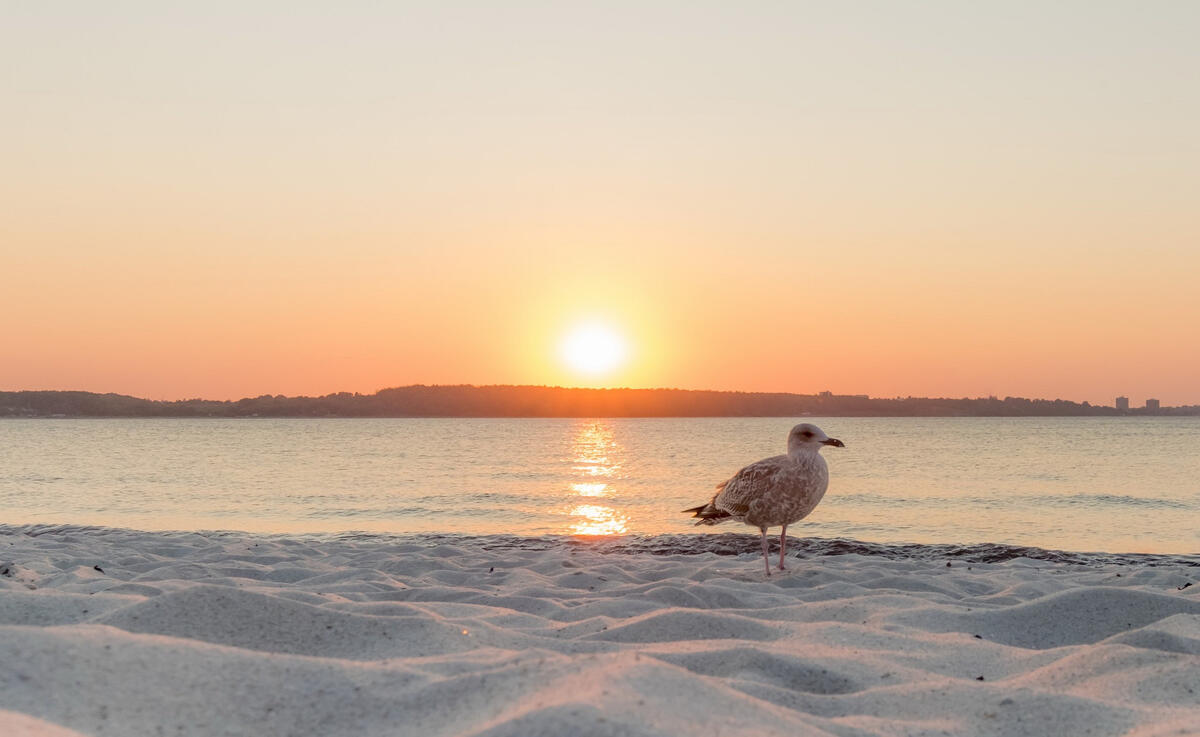 A seagull walks along the sandy beach shore