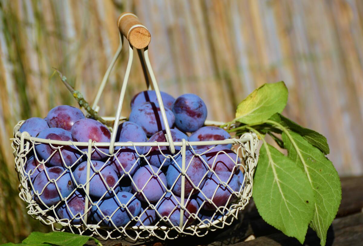 Large basket with ripe plums