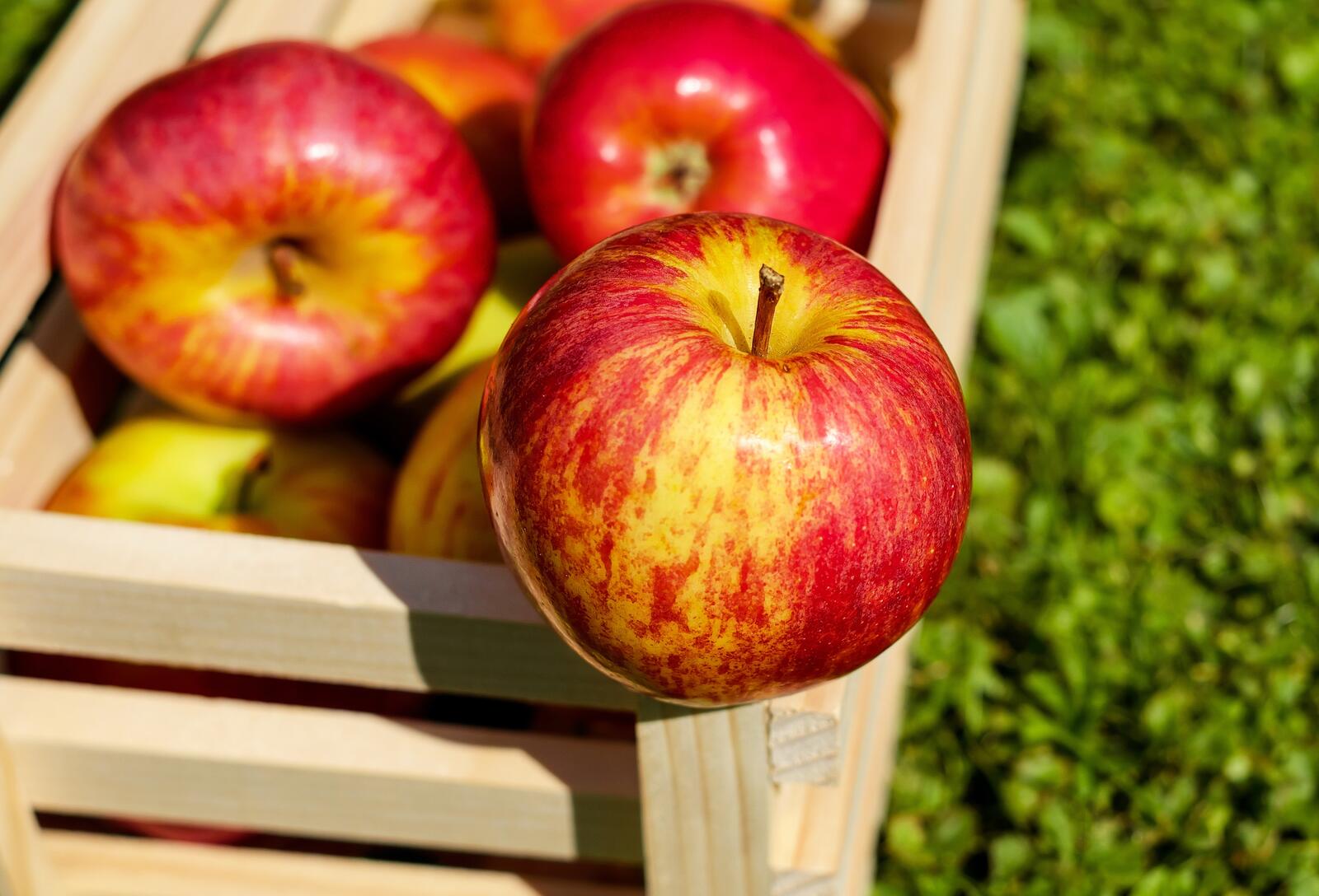 桌面上的壁纸苹 栽种 水果