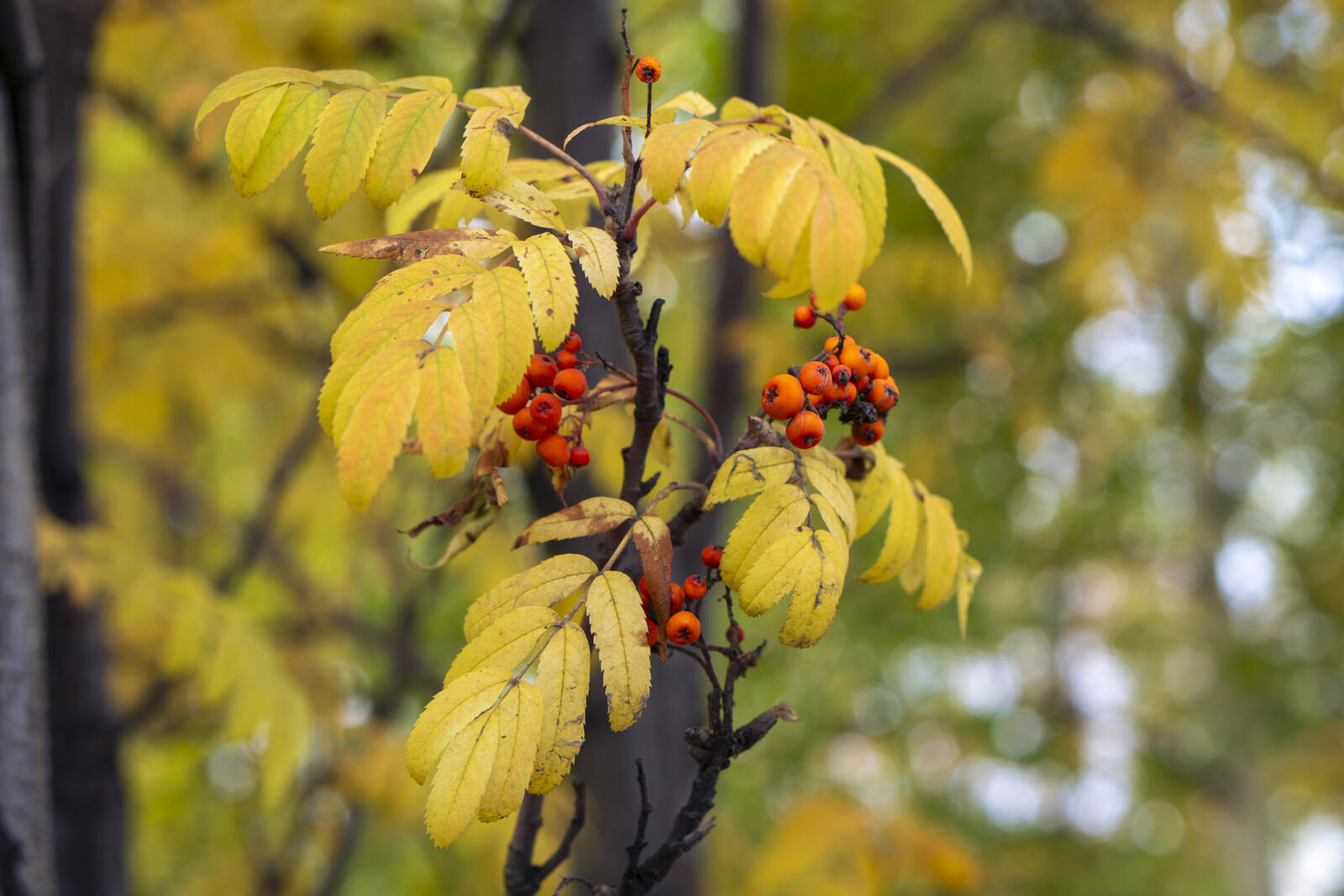 Бесплатное фото Рябина на ветках дерева осенью