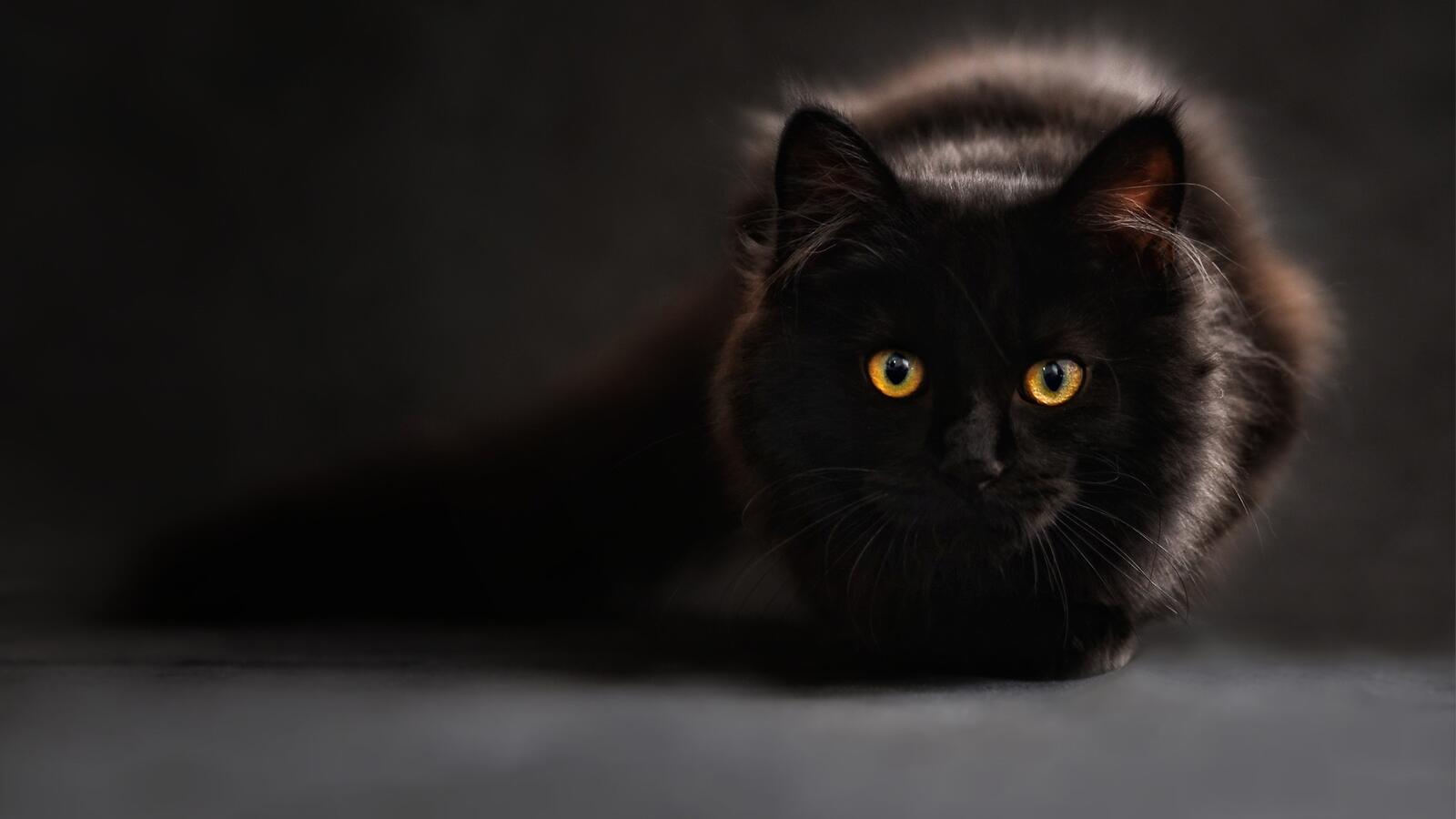Черная пушистая кошка во тьме