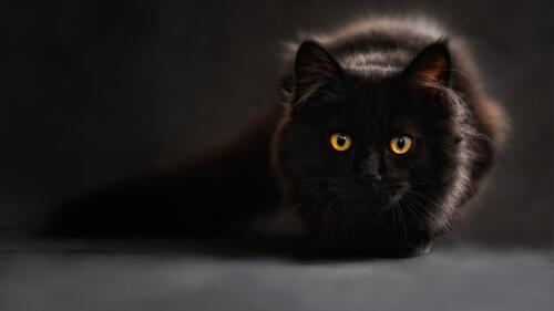 A black fluffy cat in the darkness.