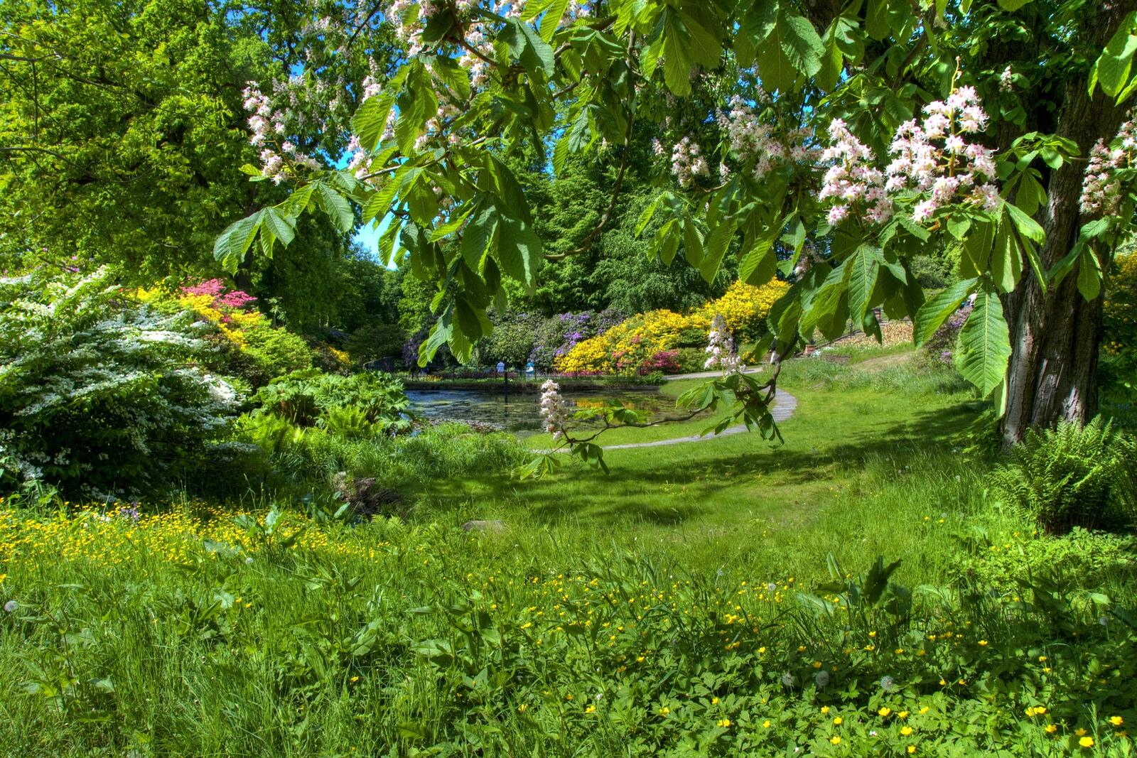 Бесплатное фото Летний цветущий парк