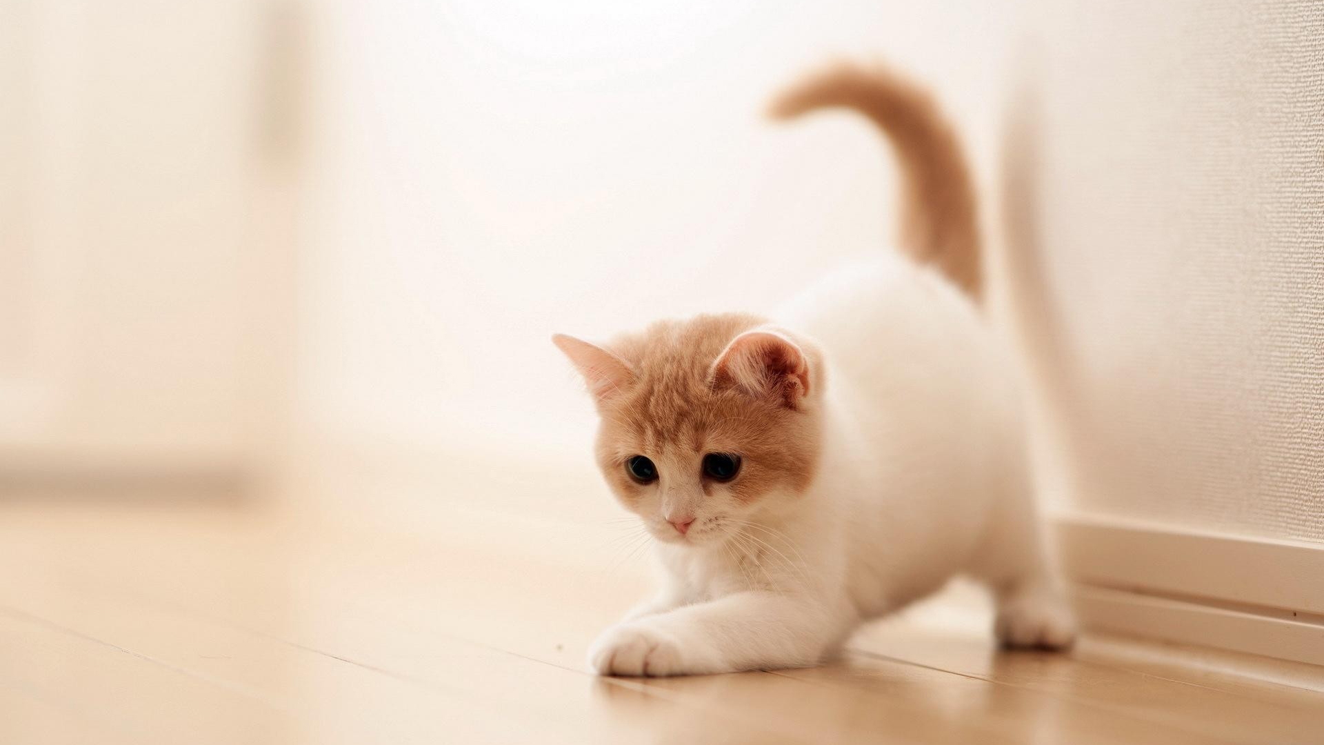 一只红白相间的小猫在地板上玩耍