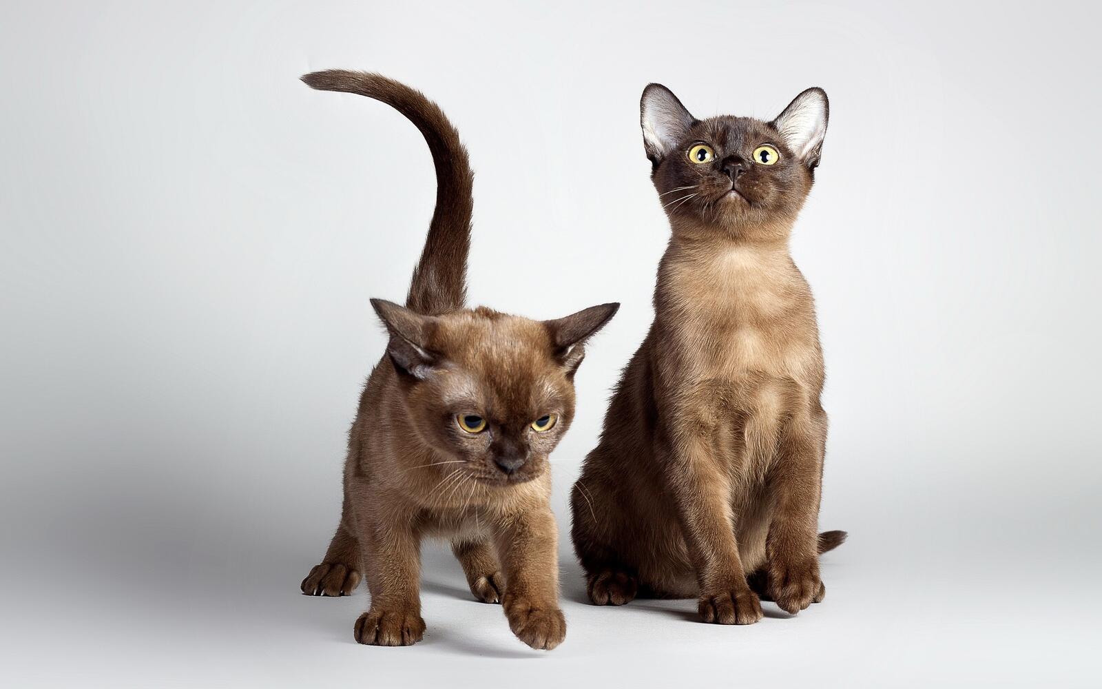 Бесплатное фото Породистые шоколадные котята