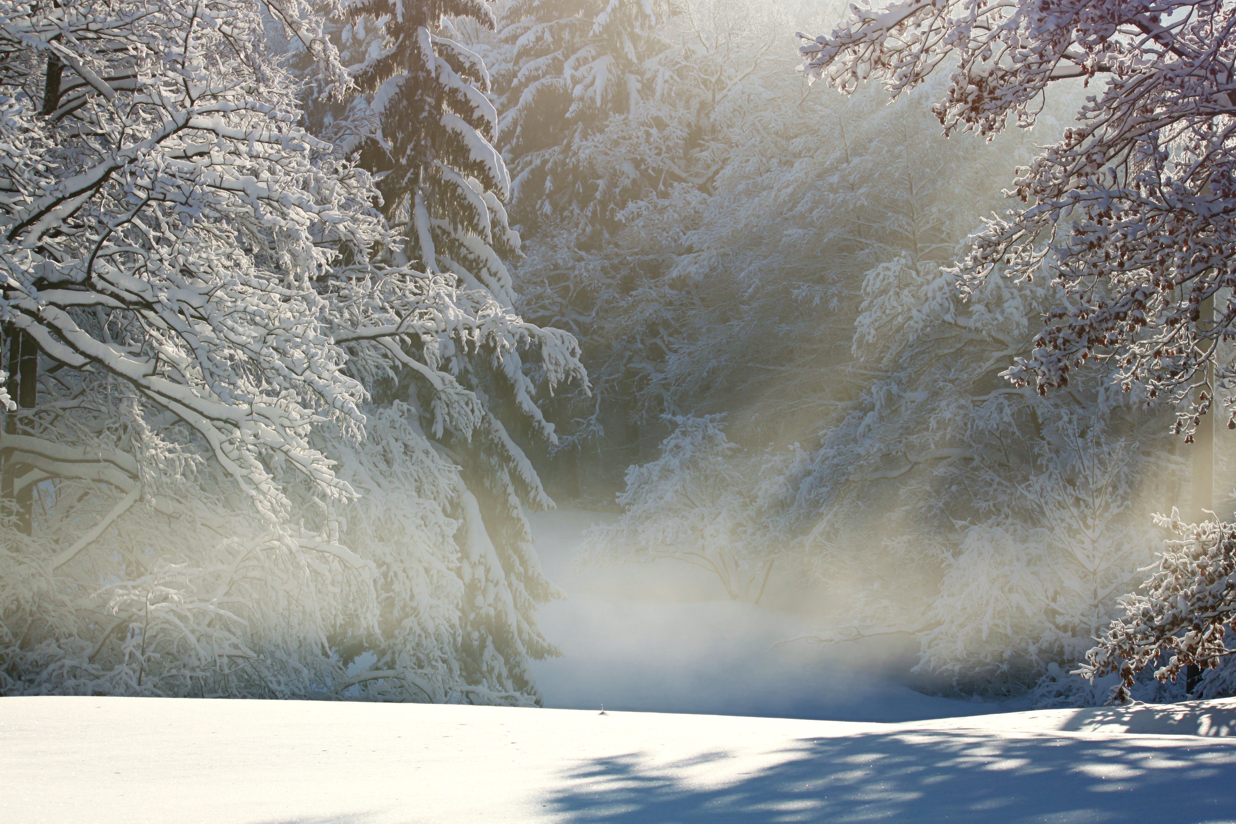 Бесплатное фото Зимний лес с солнечными лучами