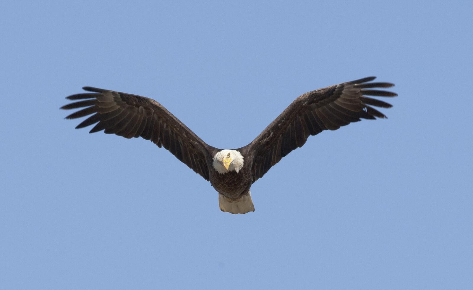 Free photo White-headed eagle with open wings