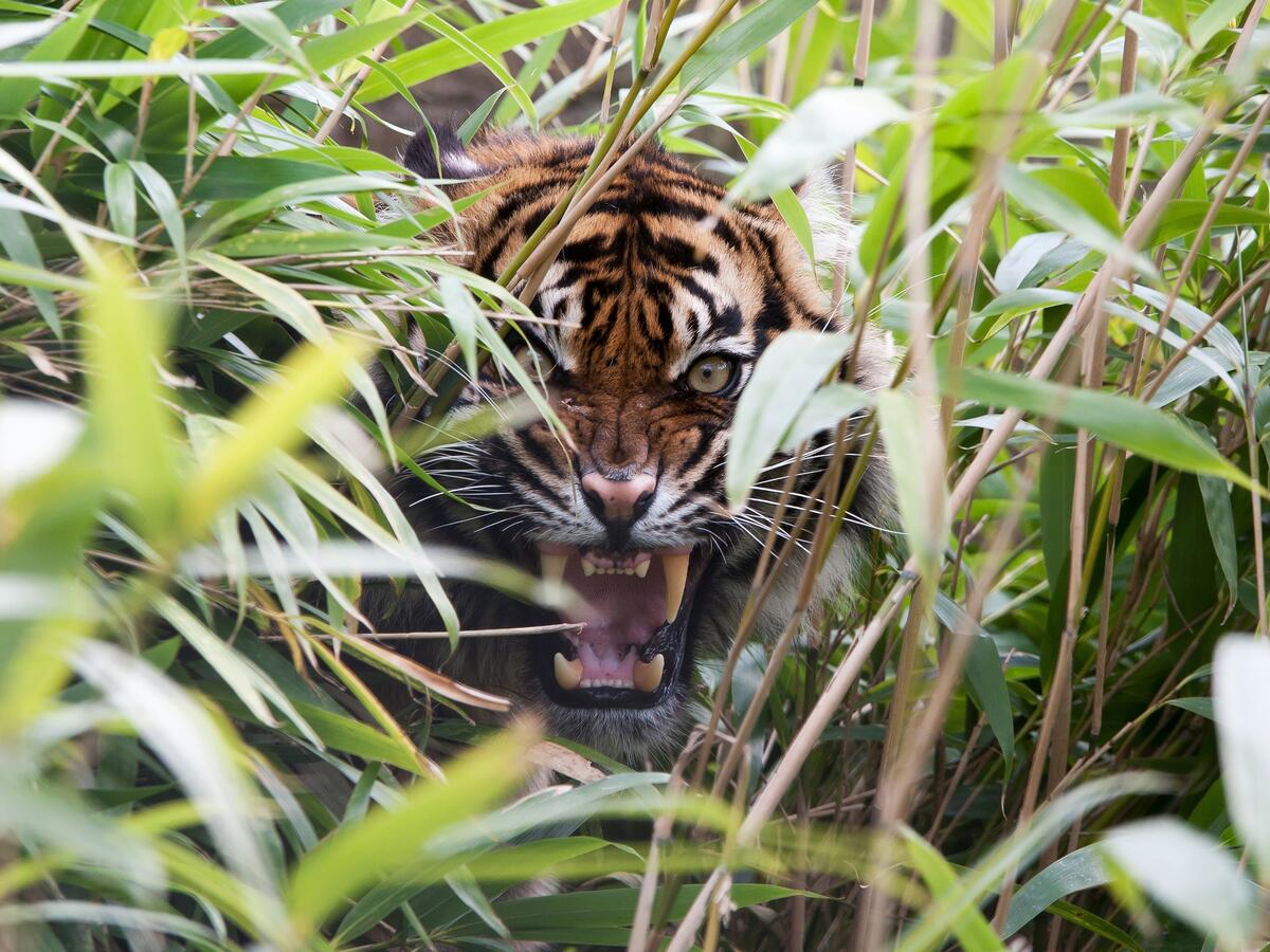 A tiger growls in the tall grass