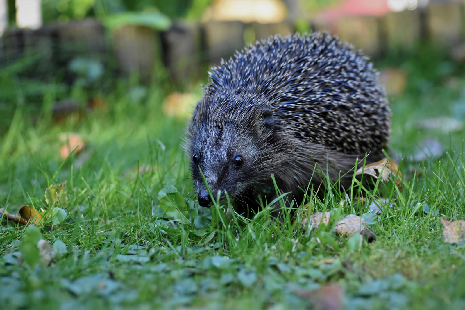 Free photo Hedgehog on green grass
