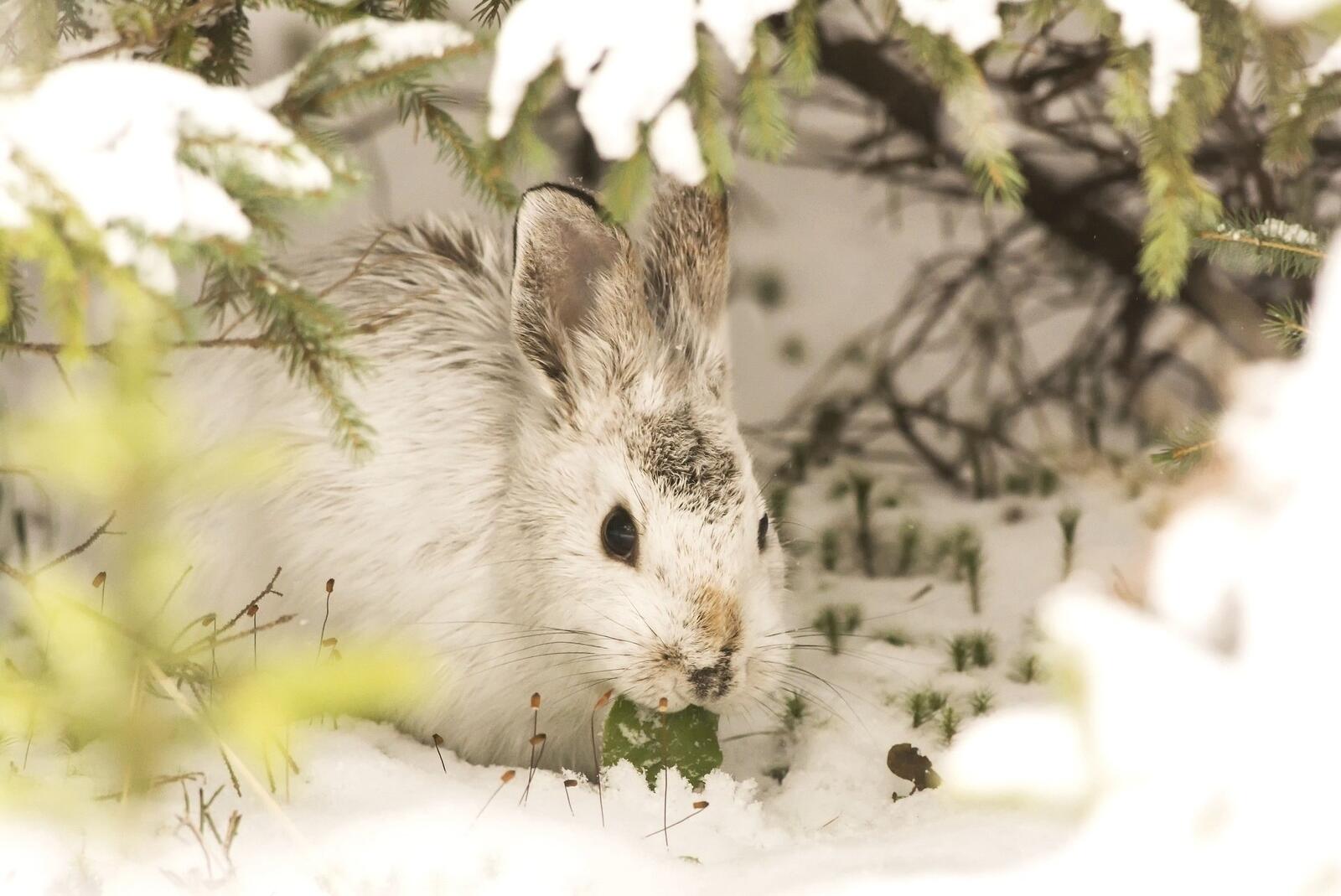 Бесплатное фото Белый кролик зимой