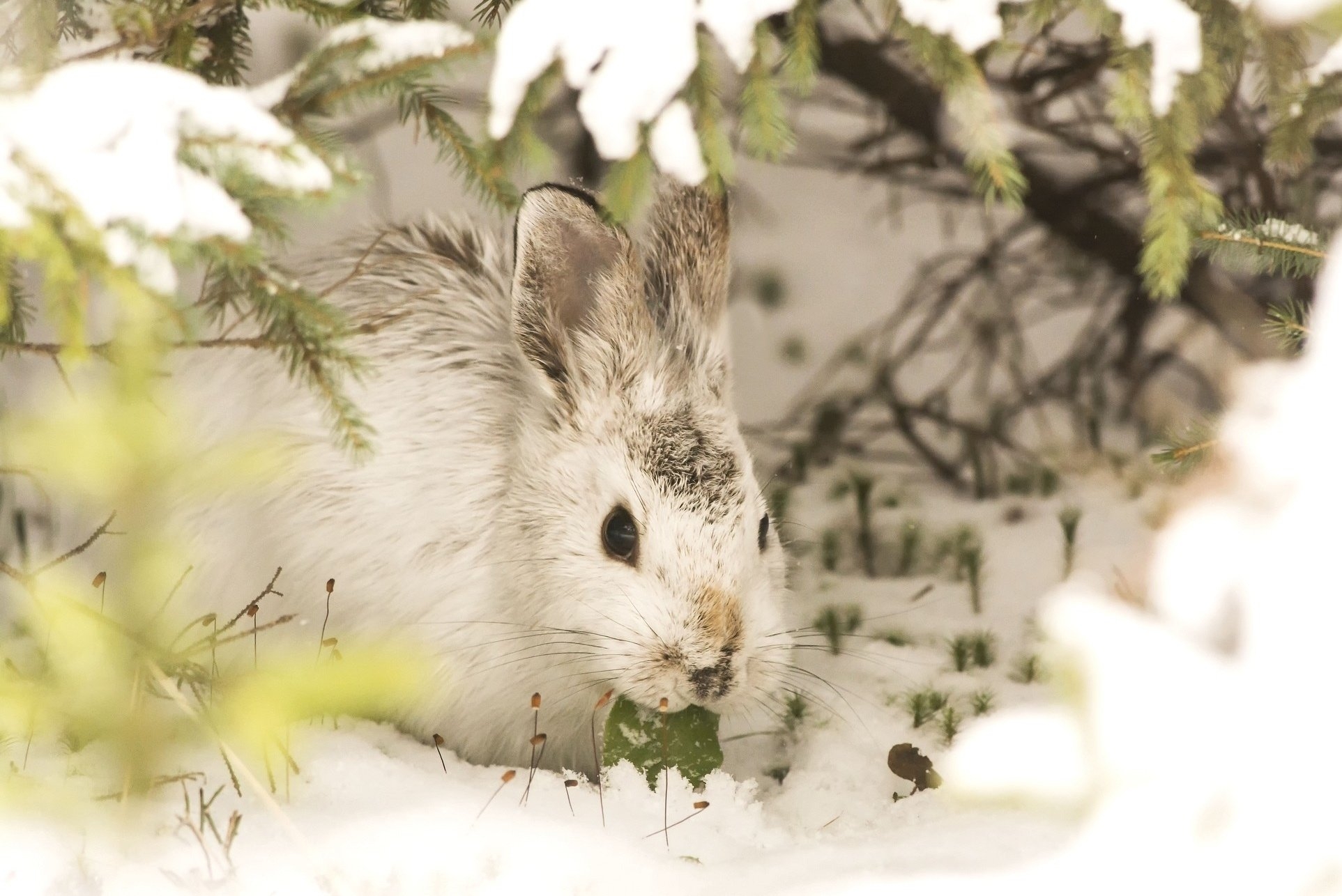 Белый кролик зимой