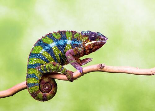 A chameleon on a branch waiting for prey.