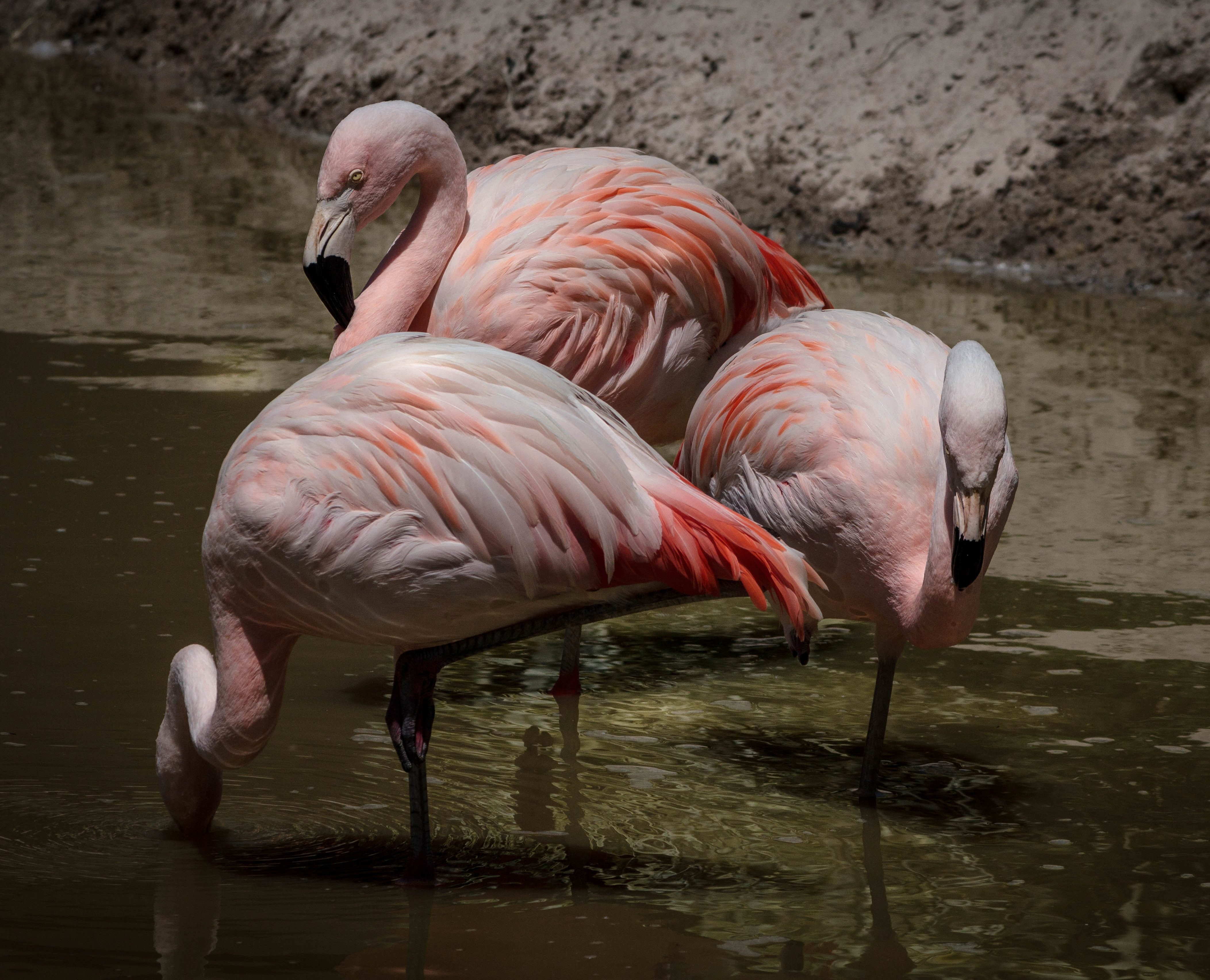 Бесплатное фото Фламинго на водопое