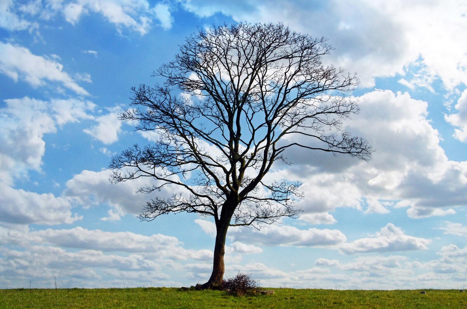 Бесплатное фото Одинокое дерево без листьев