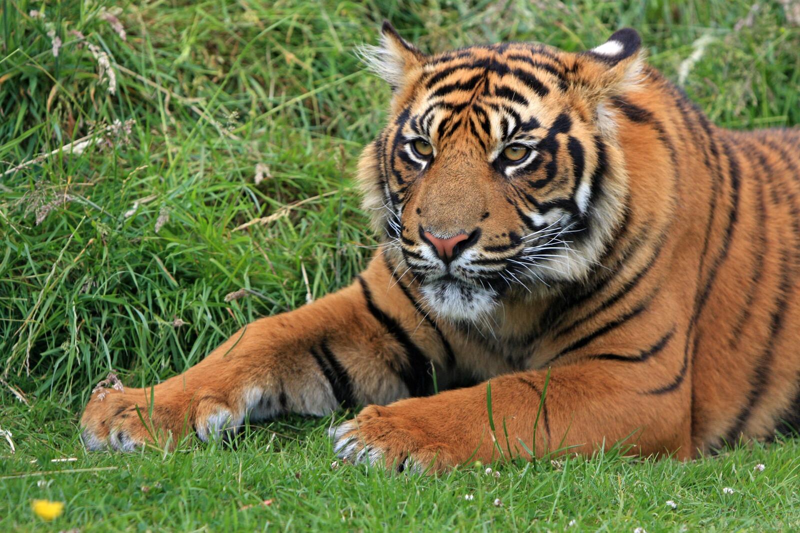 免费照片草地上的老虎