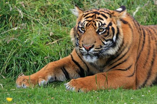 A tiger on the grass