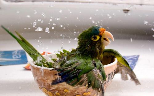 Зеленый попугай купается в ванночке