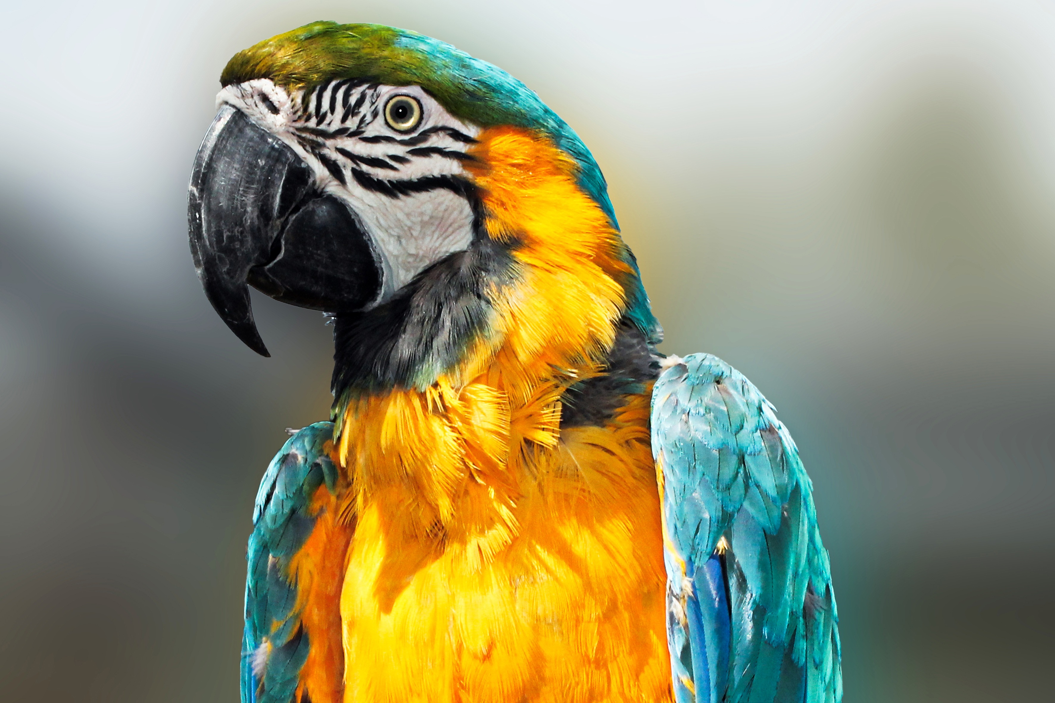 Wallpapers parrot bird feathers on the desktop