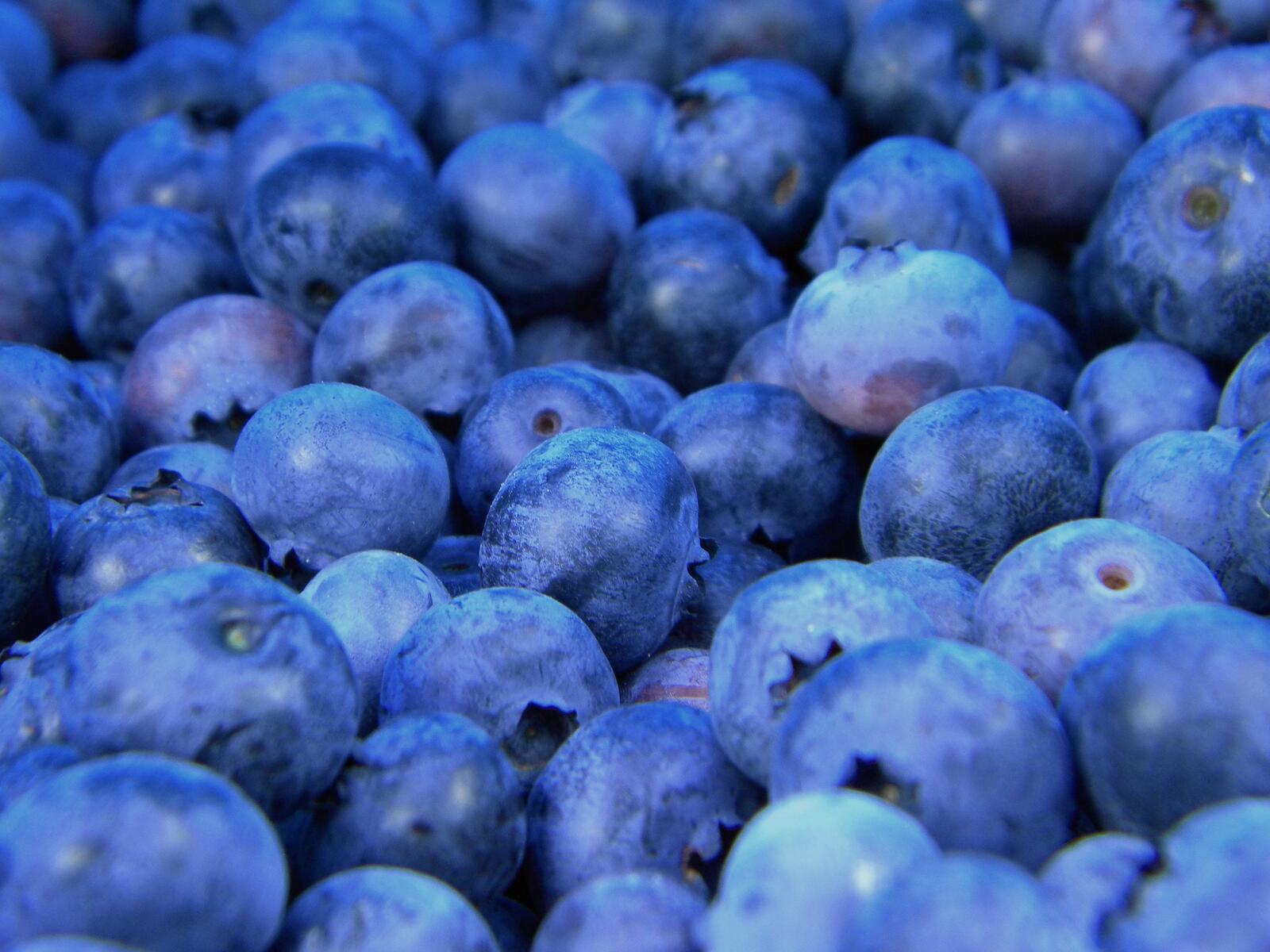 Free photo Blueberries