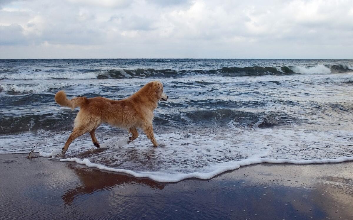 Собака играет с волнами на пляже моря
