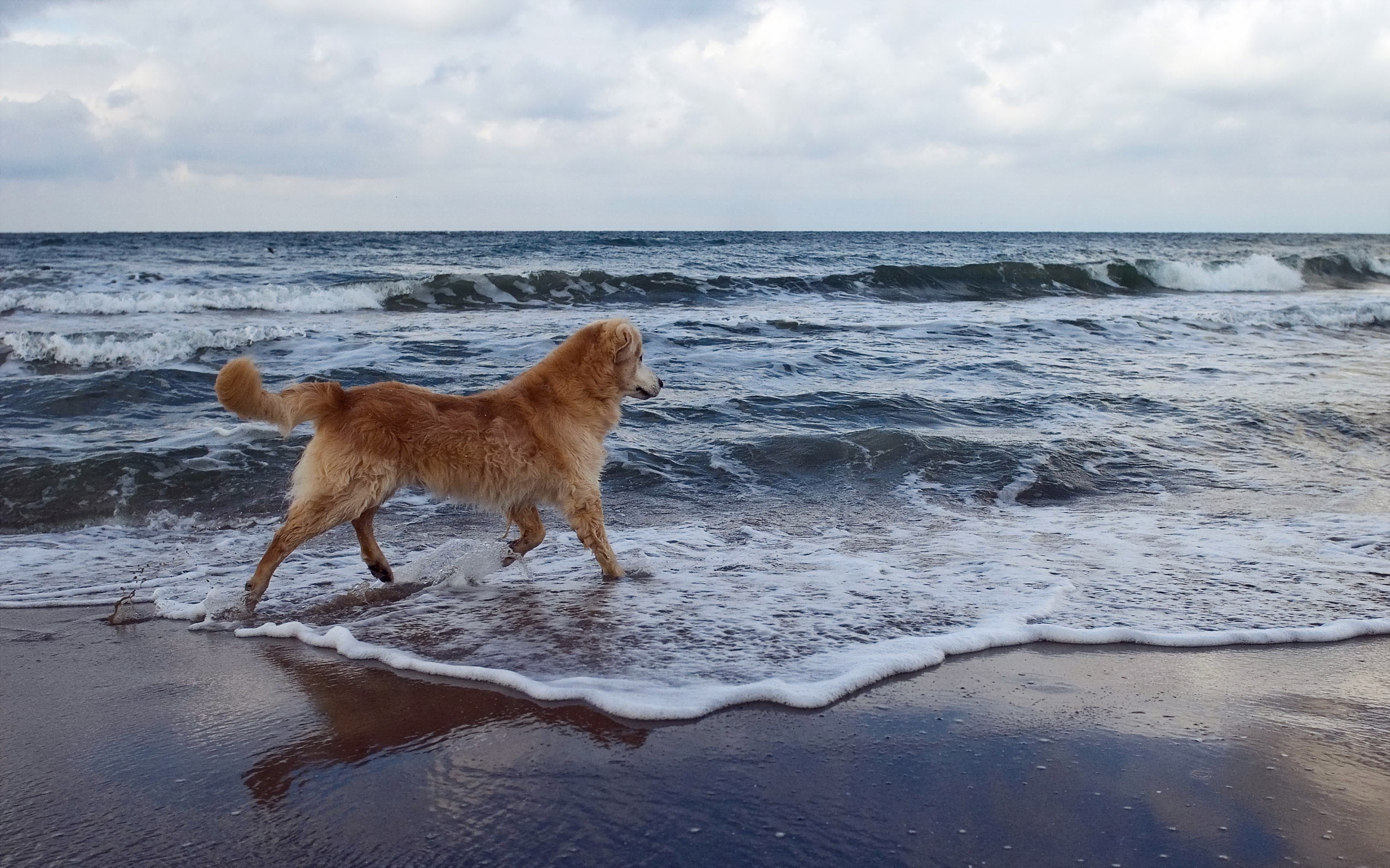 Free photo A dog plays with the waves on the beach of the sea