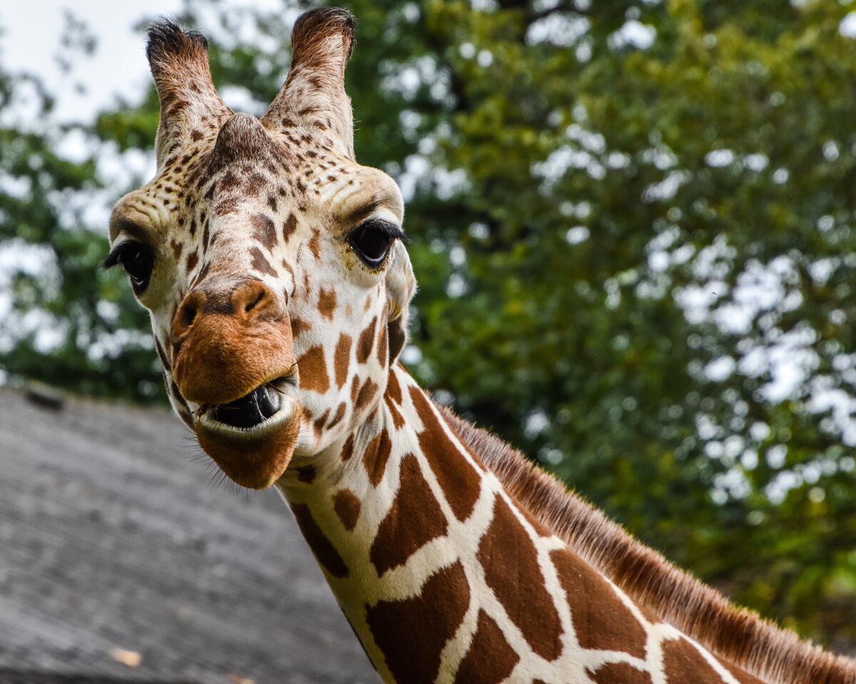 Portrait of a spotted giraffe