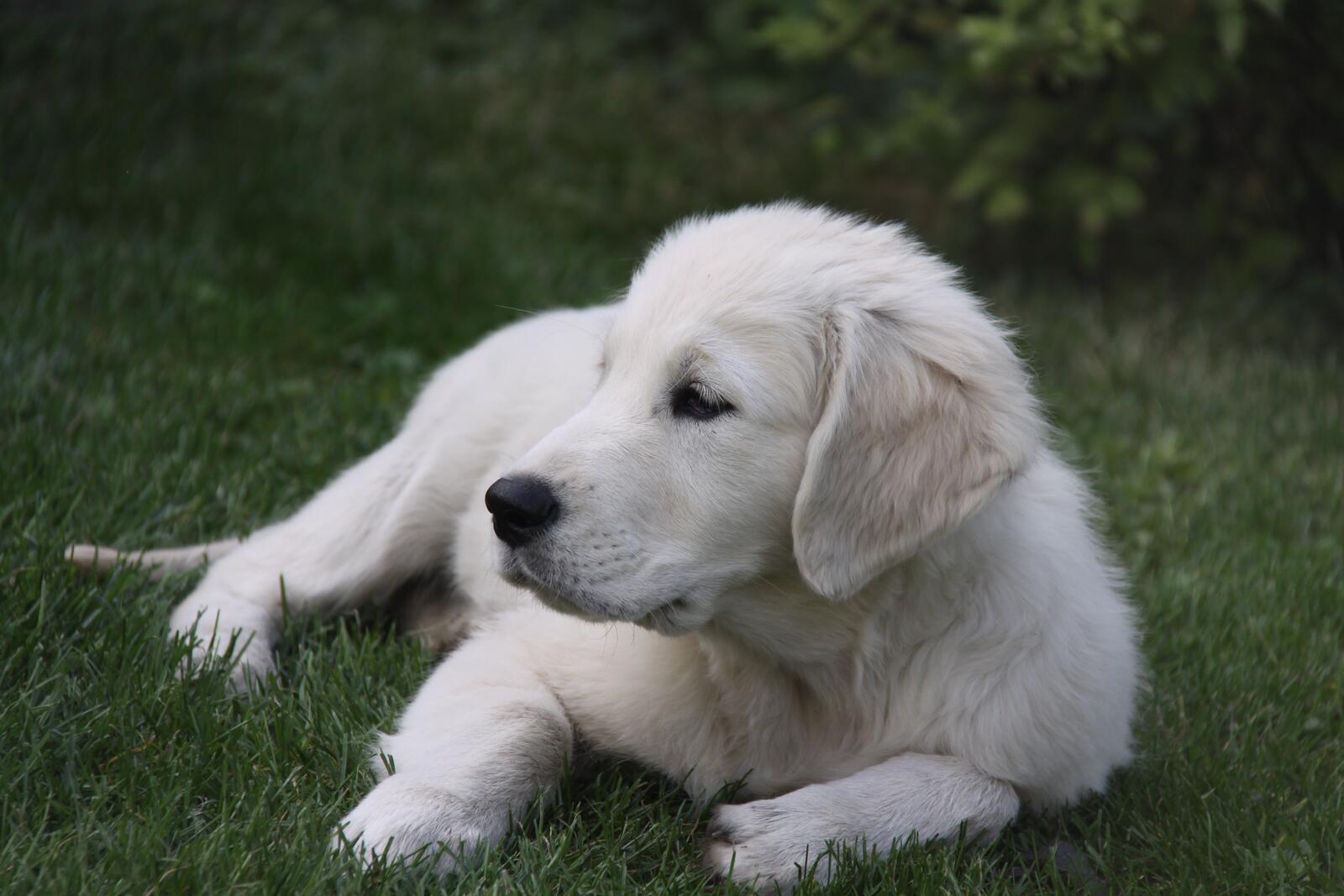 免费照片白色毛茸茸的斯洛伐克 kuvak 小狗。